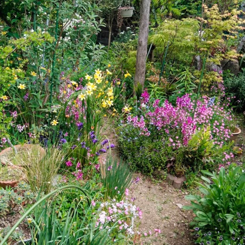 草花を楽しめる庭の散歩径