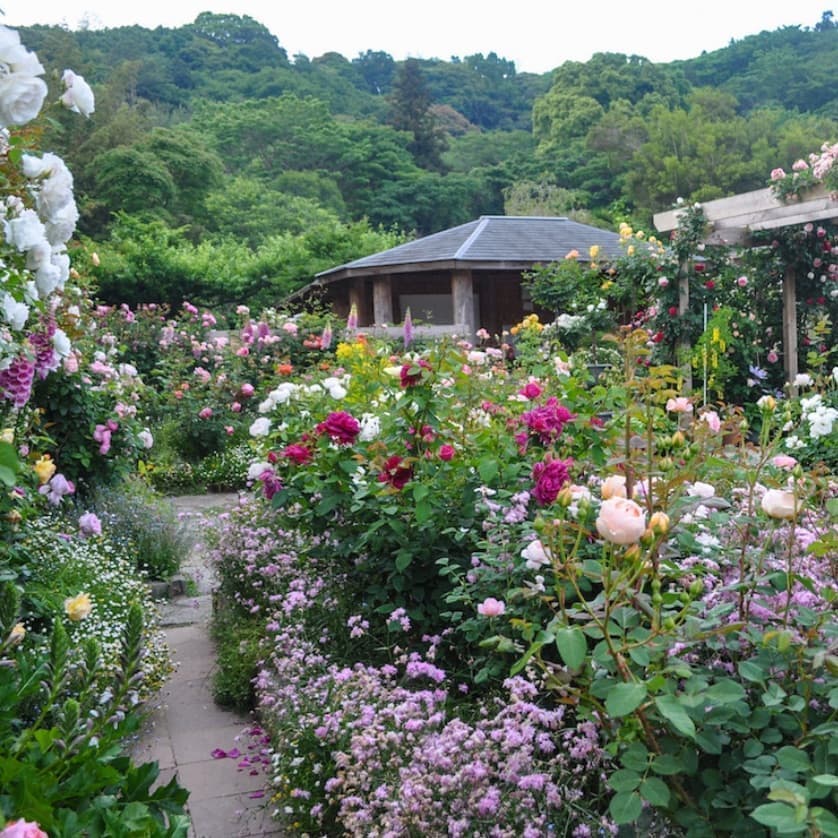 草花を楽しめる庭の散歩径