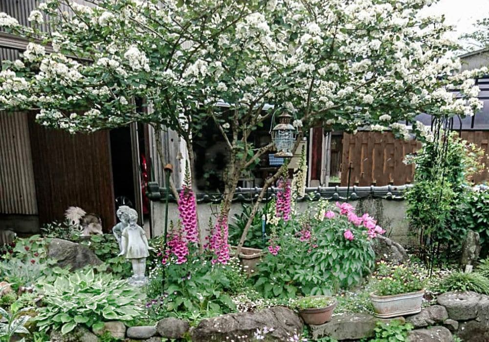 樋口家の庭