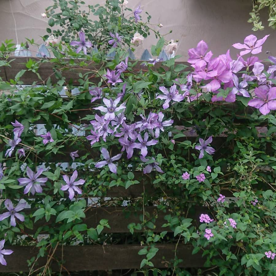紫の花の美しいこと
