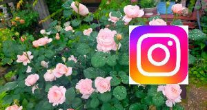 宗像カノコユリ研究会