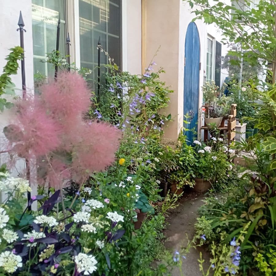 紫の花の美しいこと