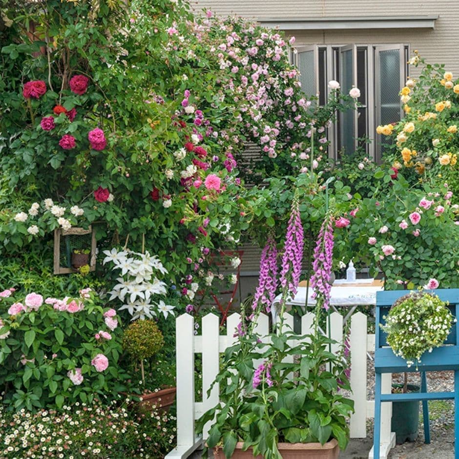 長崎街道に香るローズガーデン。佐賀市伊勢町の西津家の庭