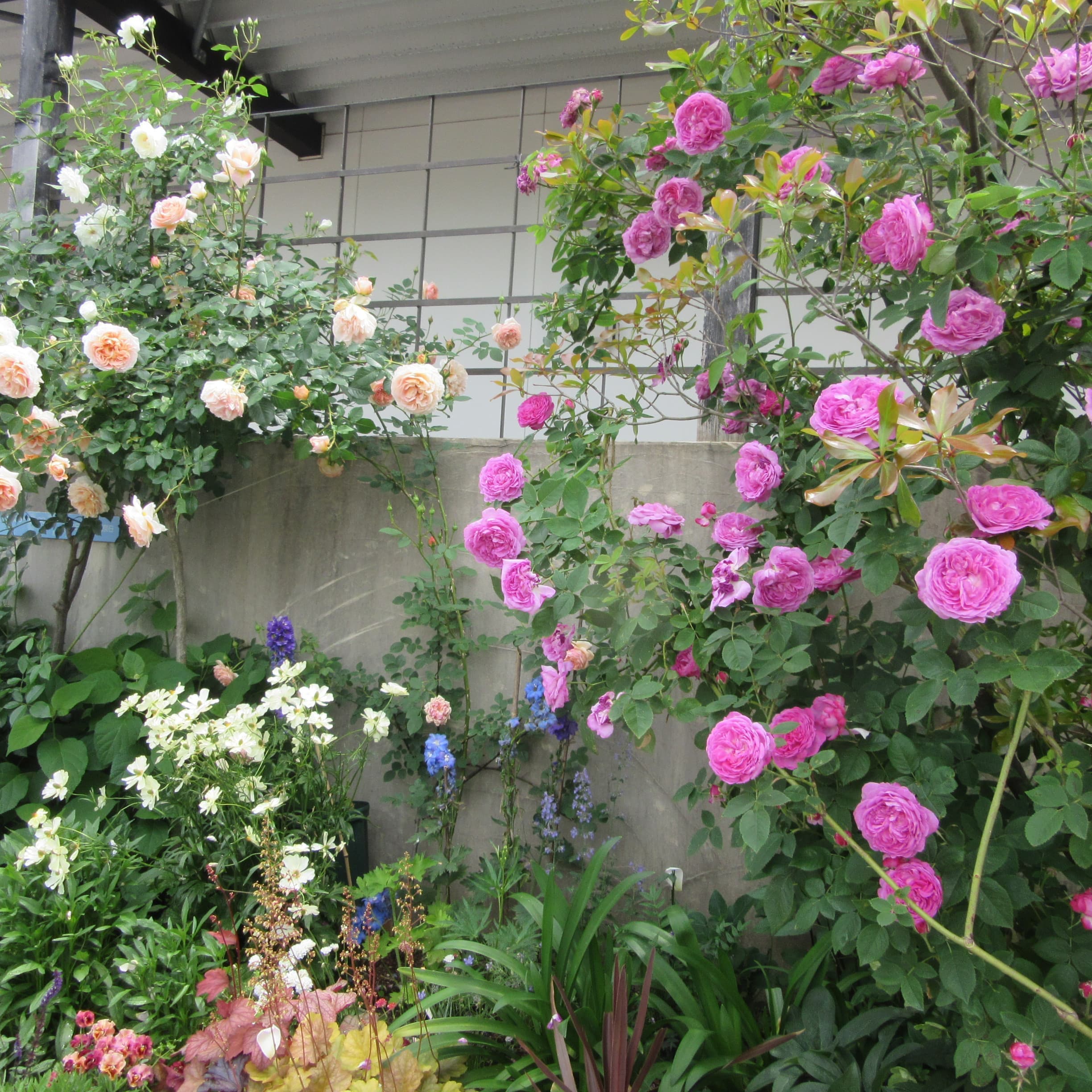 道行く人に癒しと安らぎを川原町の嘉村歯科の庭