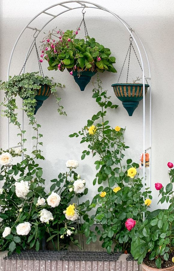 エケベリアコレクション